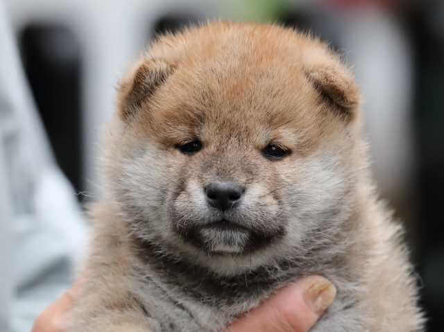 AI5I0110-3395puppy AI5I0110-3395puppy