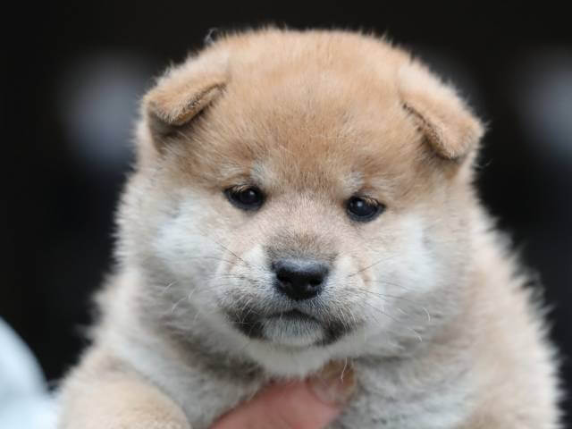 AI5I0144-3396puppy AI5I0144-3396puppy