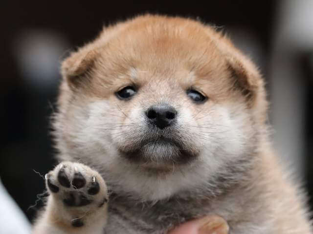 AI5I0172-3397puppy AI5I0172-3397puppy