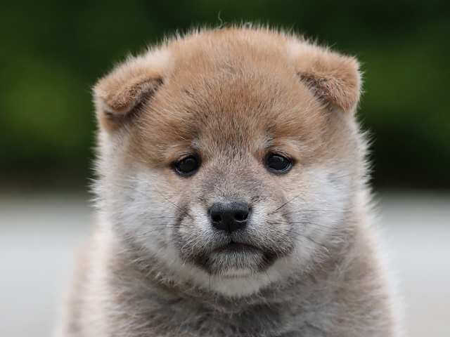 AI5I0207-3395puppy AI5I0207-3395puppy
