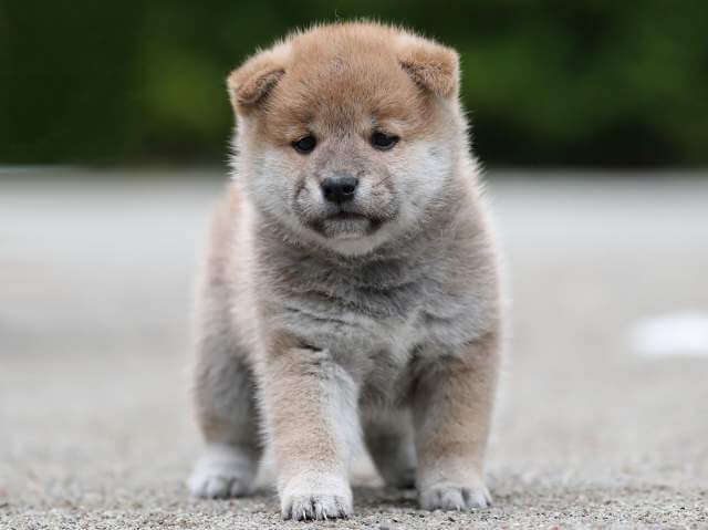 AI5I0221-3395puppy AI5I0221-3395puppy