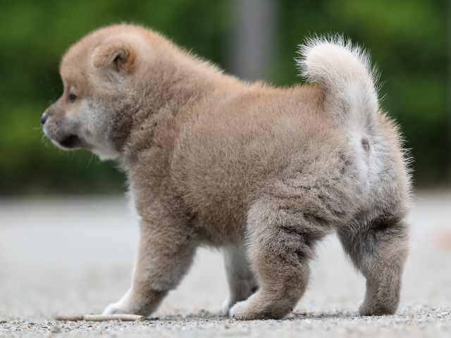 AI5I0262-3395puppy AI5I0262-3395puppy