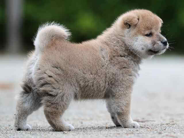 AI5I0288-3395puppy AI5I0288-3395puppy