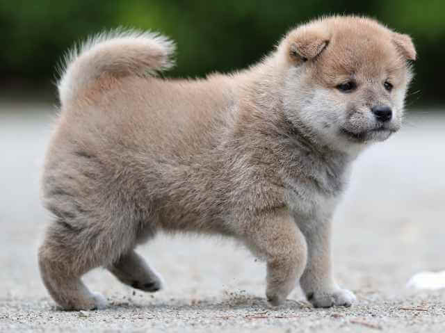 AI5I0291-3395puppy AI5I0291-3395puppy
