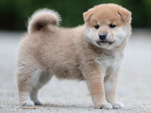 AI5I0312-3396puppy AI5I0312-3396puppy