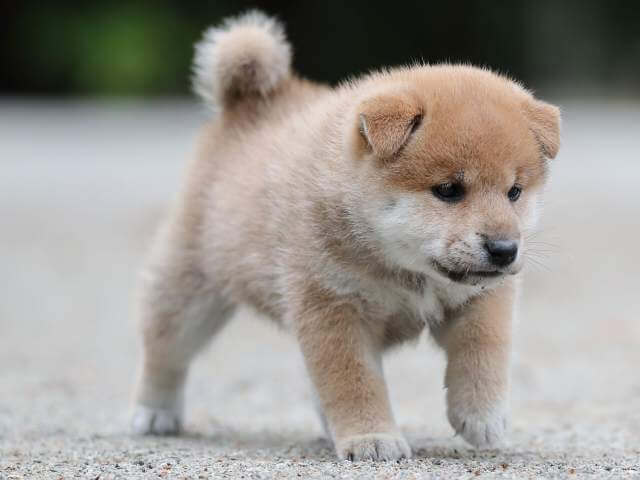 AI5I0334-3396puppy AI5I0334-3396puppy