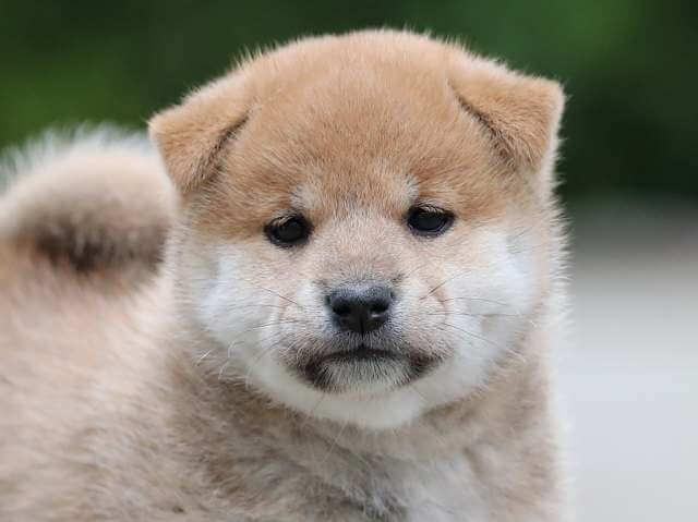 AI5I0355-3396puppy AI5I0355-3396puppy