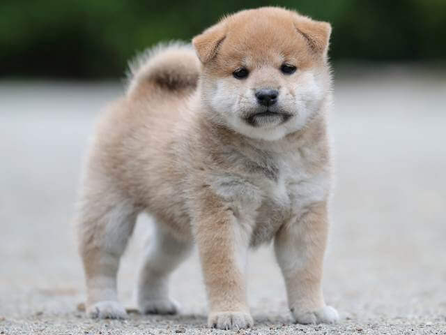 AI5I0356-3396puppy AI5I0356-3396puppy