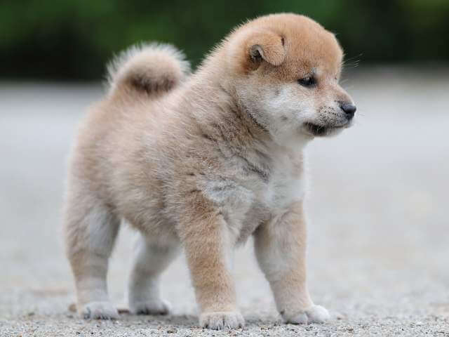 AI5I0359-3396puppy AI5I0359-3396puppy