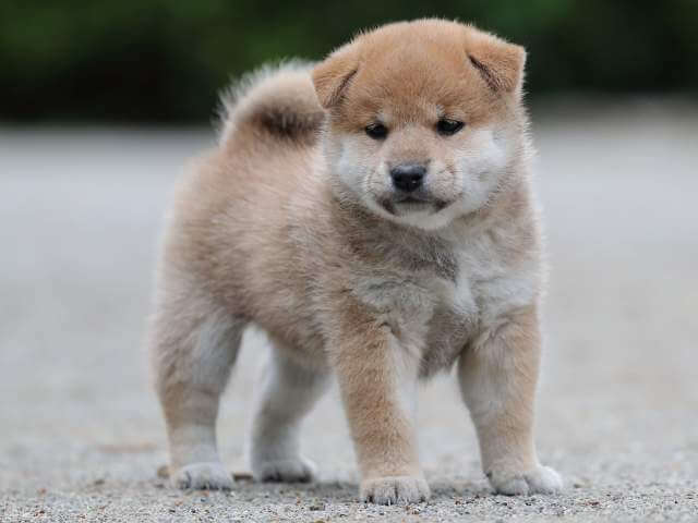 AI5I0361-3396puppy AI5I0361-3396puppy