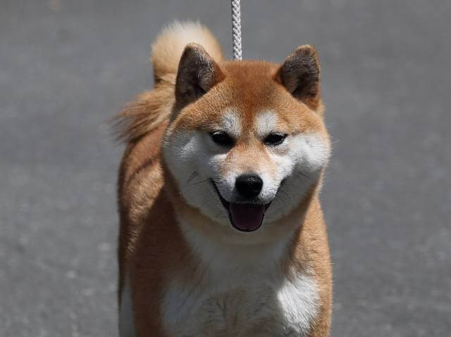 AI5I1884-3398puppy AI5I1884-3398puppy