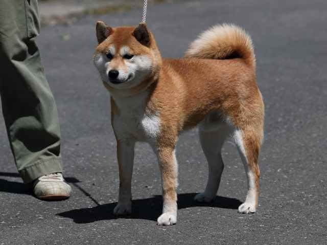 AI5I1939-3398puppy AI5I1939-3398puppy