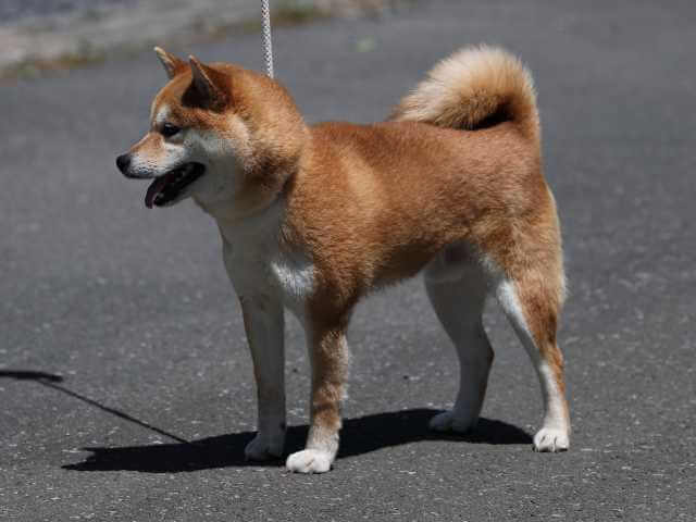 AI5I1953-3398puppy AI5I1953-3398puppy