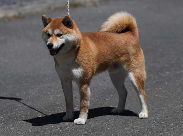 AI5I1954-3398puppy AI5I1954-3398puppy