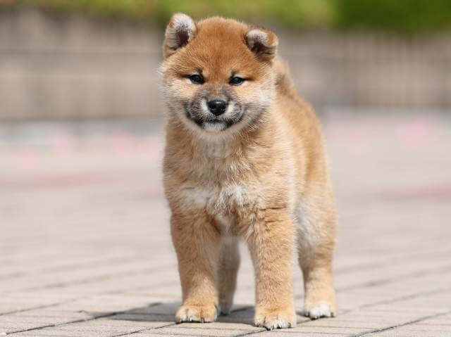AI5I2005-3400puppy AI5I2005-3400puppy