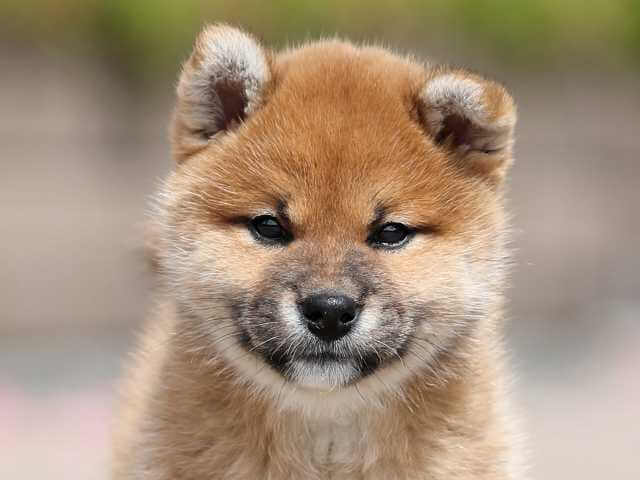AI5I2014-3400puppy AI5I2014-3400puppy