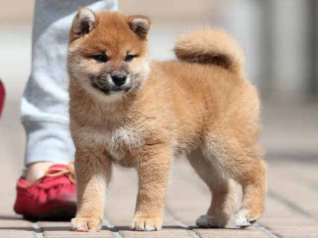 AI5I2114-3400puppy AI5I2114-3400puppy