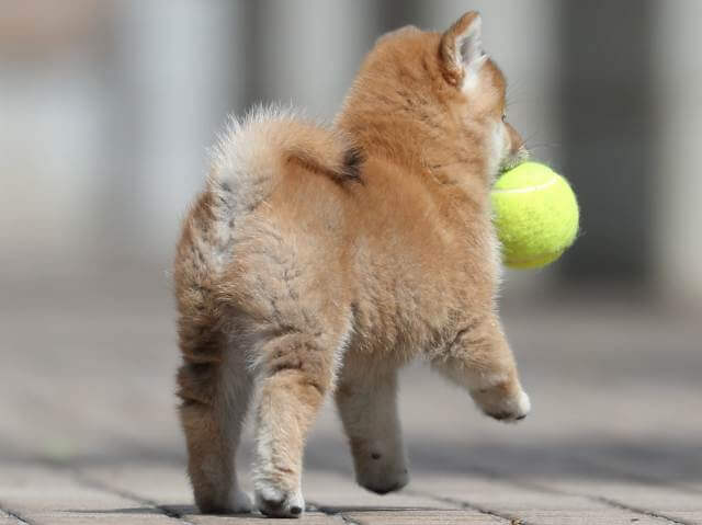 AI5I2143-3399puppy AI5I2143-3399puppy