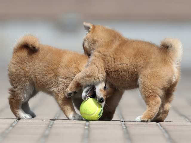 AI5I2156-3400puppy AI5I2156-3400puppy