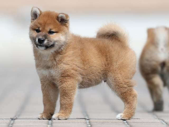 AI5I2174-3400puppy AI5I2174-3400puppy