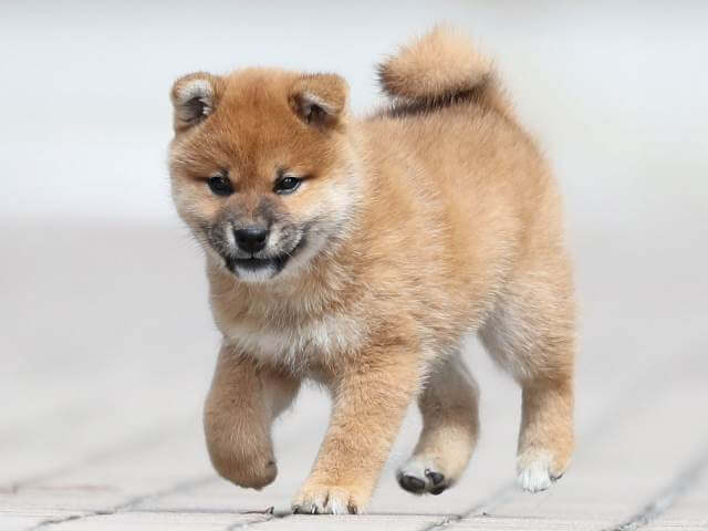 AI5I2191-3400puppy AI5I2191-3400puppy