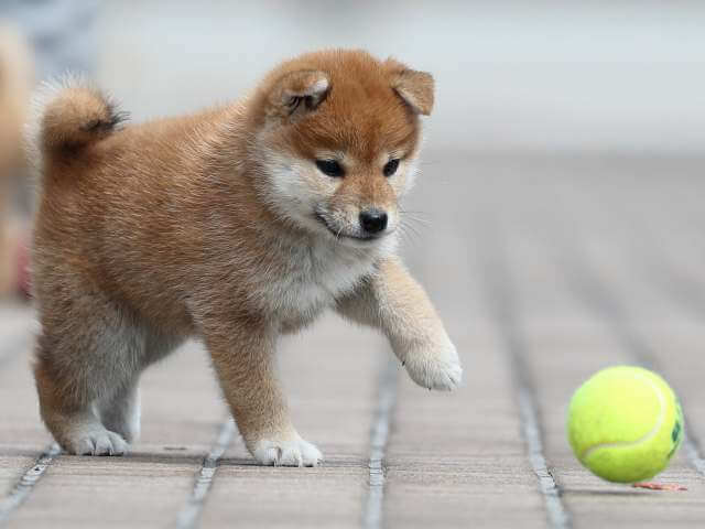 AI5I2203-3399puppy AI5I2203-3399puppy