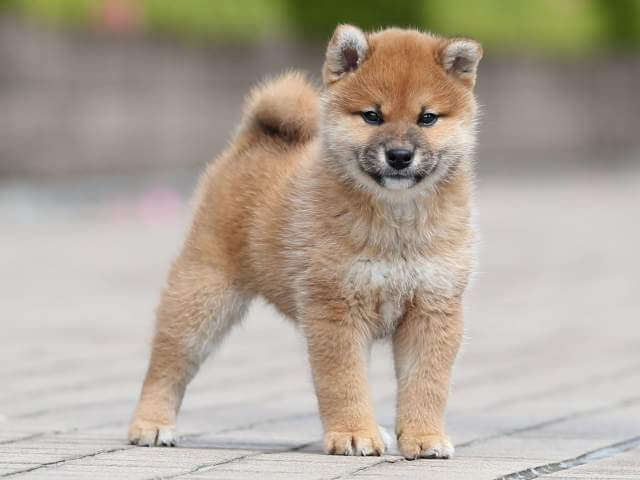 AI5I2235-3400puppy AI5I2235-3400puppy