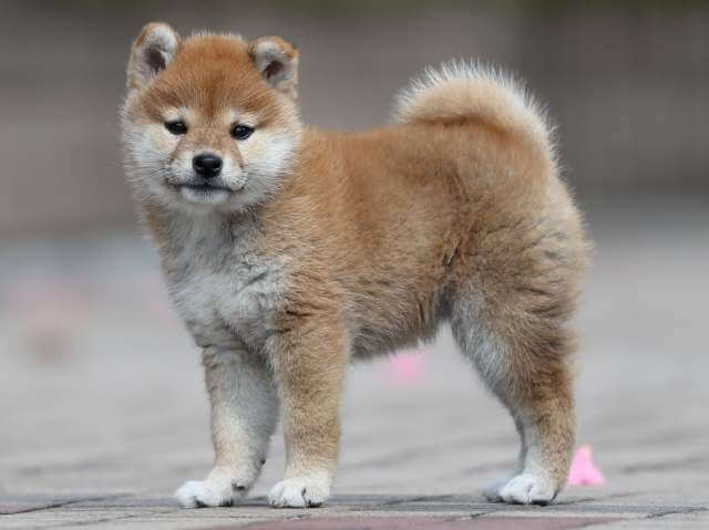 AI5I2289-3399puppy AI5I2289-3399puppy