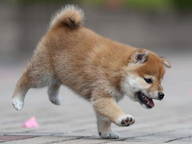 AI5I2300-3399puppy AI5I2300-3399puppy