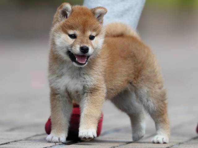 AI5I2306-3399puppy AI5I2306-3399puppy