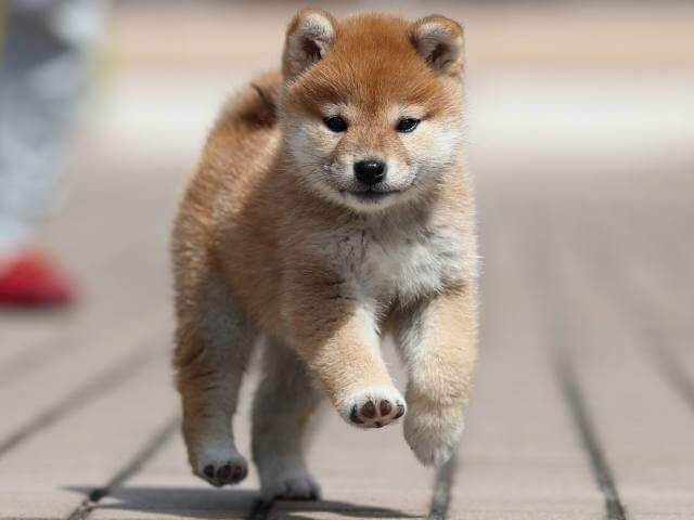 AI5I2339-3399puppy AI5I2339-3399puppy