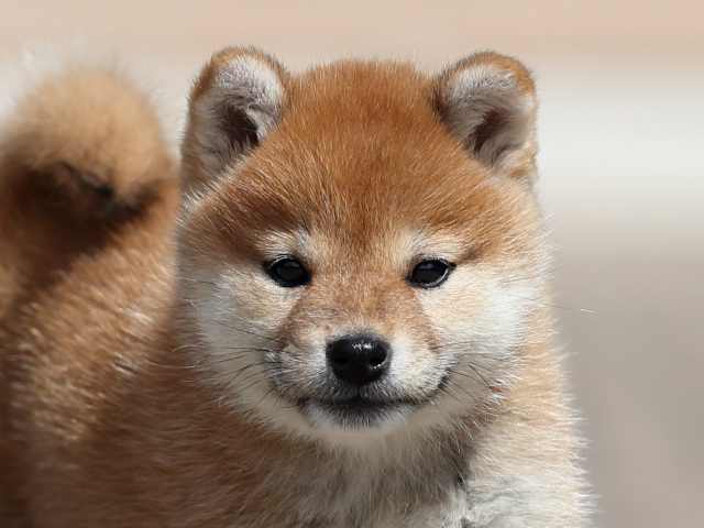 AI5I2340-3399puppy AI5I2340-3399puppy