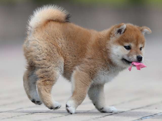AI5I2395-3399puppy AI5I2395-3399puppy