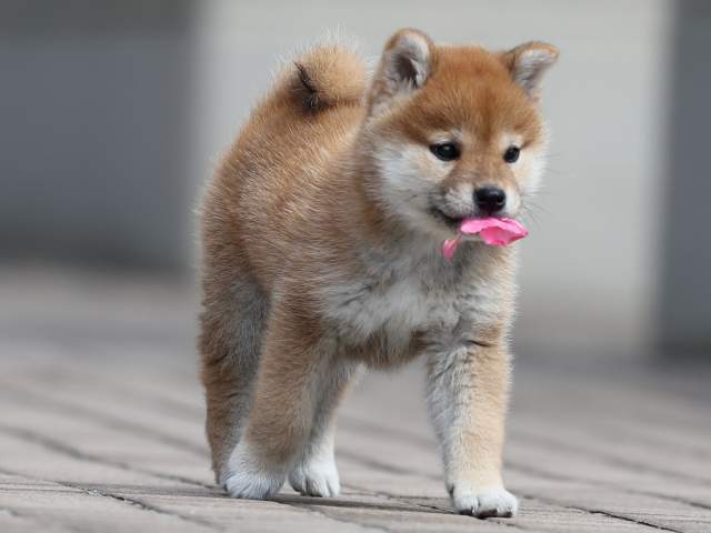 AI5I2400-3399puppy AI5I2400-3399puppy