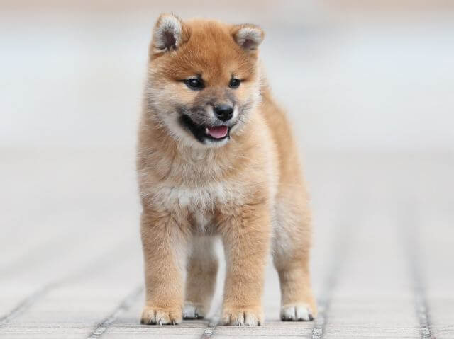AI5I2427-3400puppy AI5I2427-3400puppy