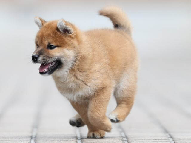 AI5I2441-3400puppy AI5I2441-3400puppy