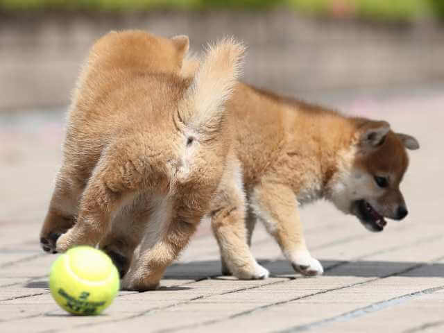 AI5I2562-3400puppy AI5I2562-3400puppy