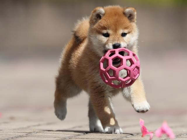 AI5I2665-3399puppy AI5I2665-3399puppy