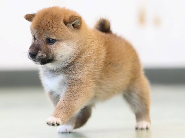 AI5I2735-3401puppy AI5I2735-3401puppy