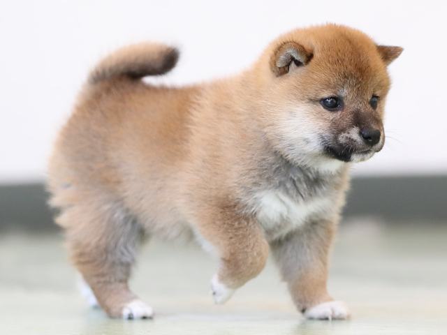 AI5I2762-3401puppy AI5I2762-3401puppy