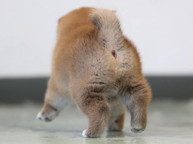AI5I2770-3401puppy AI5I2770-3401puppy