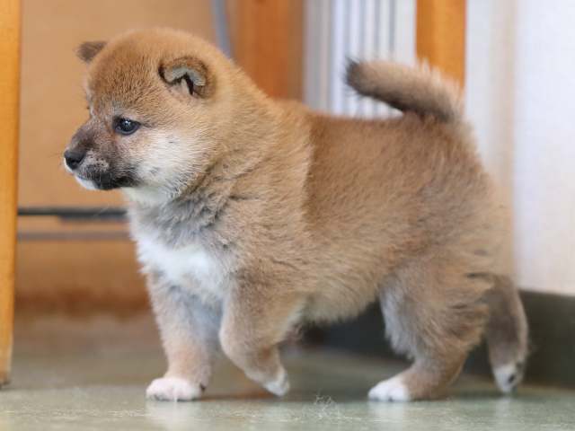 AI5I2809-3401puppy AI5I2809-3401puppy