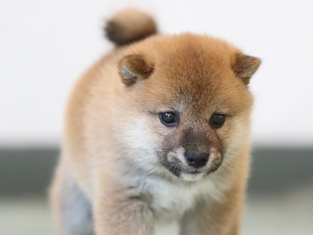 AI5I2818-3401puppy AI5I2818-3401puppy