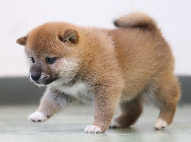 AI5I2827-3401puppy AI5I2827-3401puppy