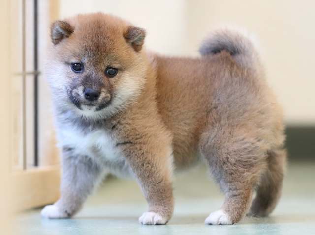 AI5I2849-3401puppy AI5I2849-3401puppy