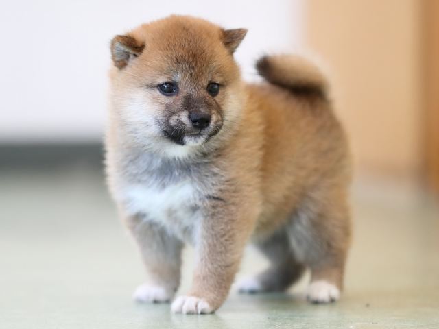 AI5I2863-3401puppy AI5I2863-3401puppy