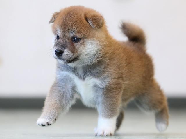 AI5I2970-3402puppy AI5I2970-3402puppy