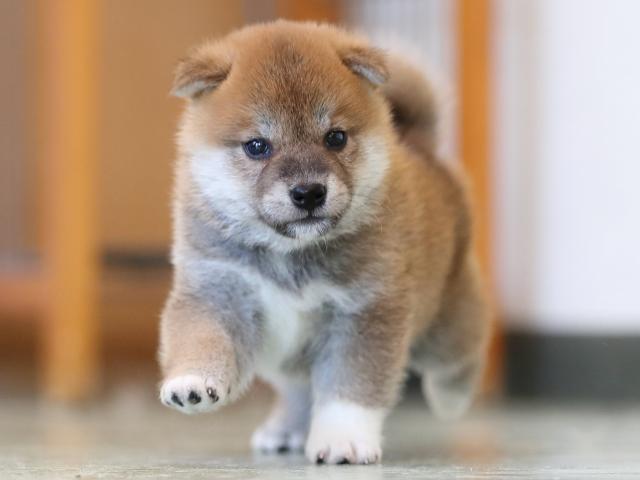 AI5I2990-3402puppy AI5I2990-3402puppy