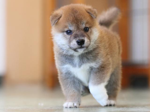 AI5I2994-3402puppy AI5I2994-3402puppy