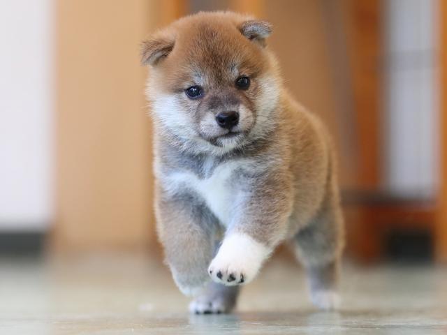 AI5I2995-3402puppy AI5I2995-3402puppy
